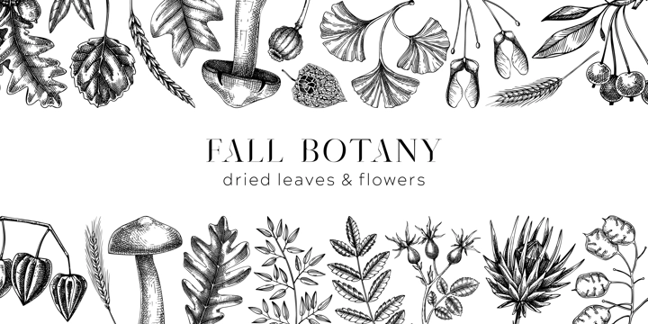 Autumn banner with fallen leaves and dried flowers. Thanksgiving background. Hand drawn botanical fall background. Sketched dried herbs, falling leaves, mushrooms, seeds black and white illustration.